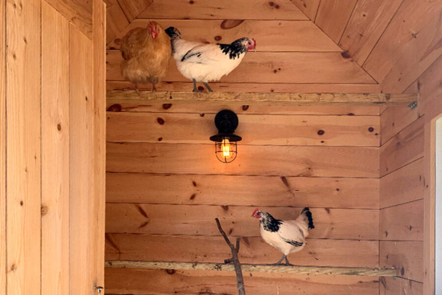 A Coop for the Chickens